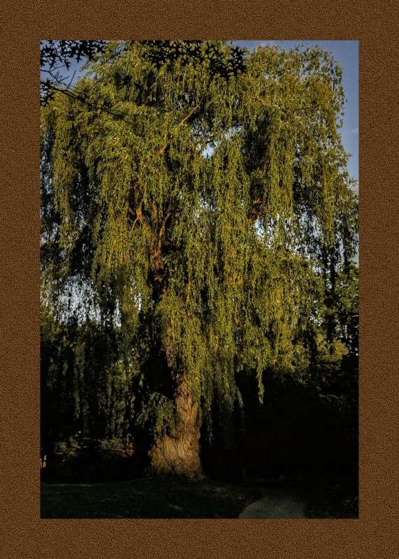 Weeping Willow- 01